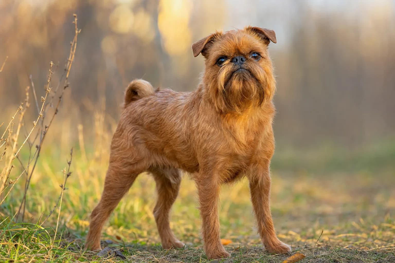 Griffon Bruxellois (robe roux (rouge)) adulte en extérieur