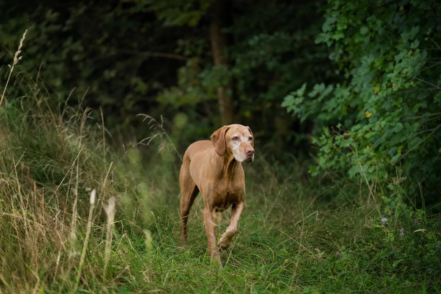 Chien marchant dans de hautes herbes, milieu à tiques