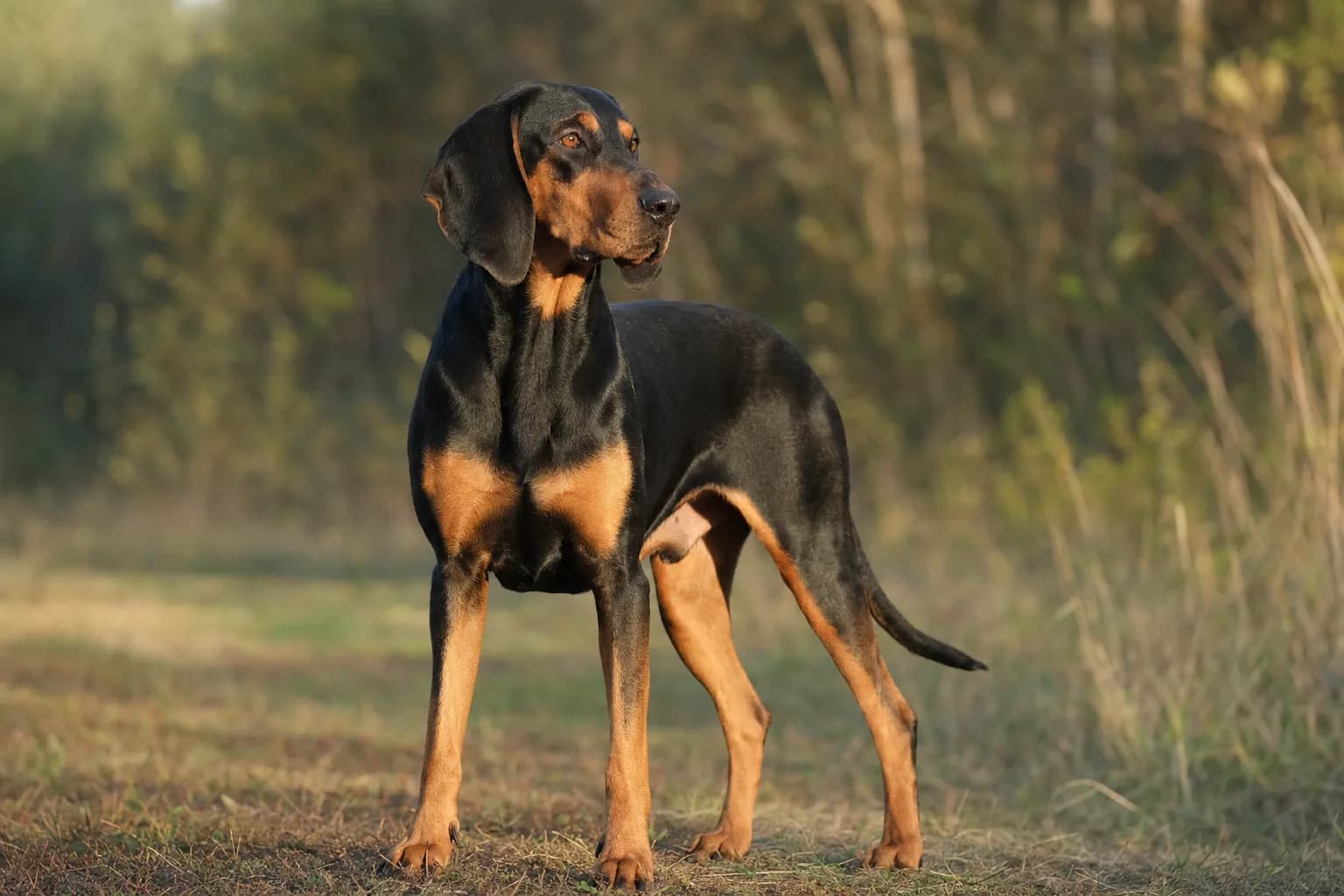 Chien Courant Slovaque (robe noir et feu, avec marques feu acajou bien délimitées) adulte en extérieur